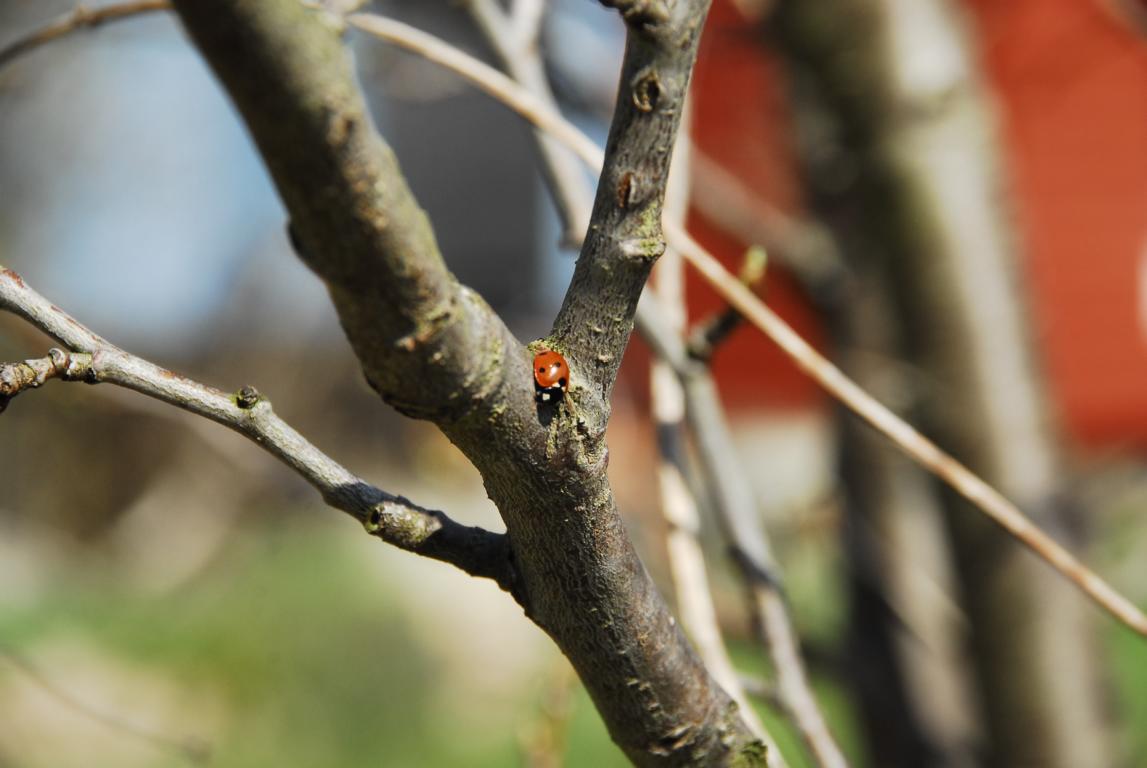 Irisgarten - Kranwerk - Naunhof